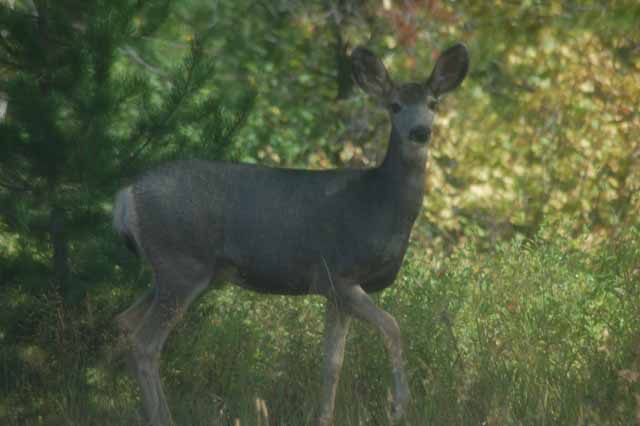 deer off Route 2